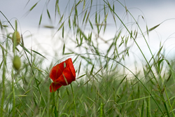 flowers & plants